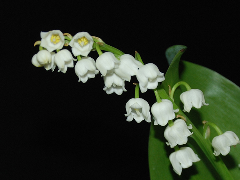 découvrez comment le geste adéquat peut favoriser la floraison estivale de vos plantes en mai. apprenez des astuces pratiques pour garantir des couleurs éclatantes et une croissance florale épanouie cet été.