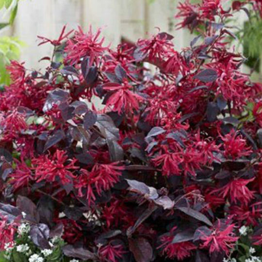 découvrez le loropétalum, un arbuste ornemental captivant qui apporte une touche de couleur à votre jardin avec ses feuilles brillantes et ses fleurs uniques. idéal pour les haies, les bordures ou en pot, le loropétalum est facile d'entretien et résistant à la sécheresse. apprenez comment le cultiver et l'intégrer dans votre paysage.