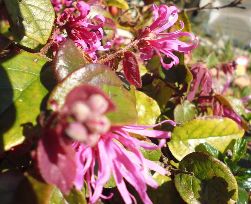 découvrez le loropétalum, une plante ornementale prisée pour ses feuillages colorés et ses fleurs éclatantes. explorez ses variétés, ses besoins en entretien et ses bienfaits pour votre jardin. idéal pour ajouter une touche de couleur et de vitalité à votre paysage.