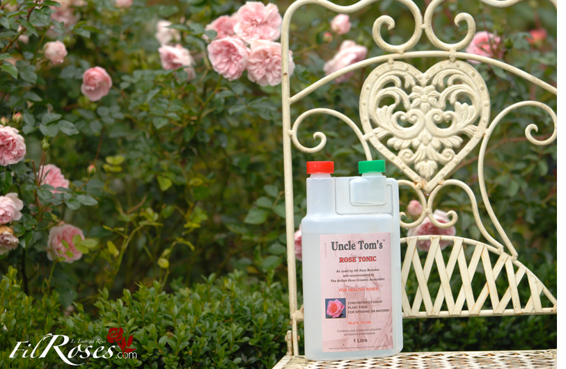 découvrez nos conseils pratiques pour un jardin épanoui en mai : arrosez vos plantes efficacement, choisissez les bons engrais pour nourrir votre sol, et attirez une faune bénéfique pour un écosystÚme équilibré. profitez pleinement de votre espace vert !