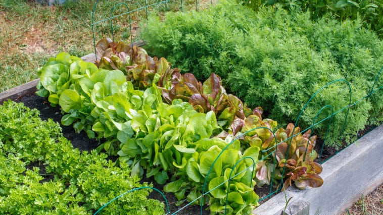 découvrez des techniques efficaces pour optimiser l'entretien de vos potagers. des conseils pratiques pour maximiser la croissance de vos légumes et garantir une récolte abondante tout au long de la saison.