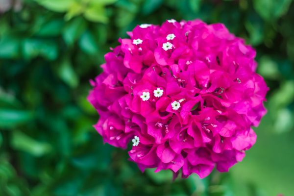 découvrez nos conseils sur les plantes résistantes, idéales pour agrémenter votre jardin tout en nécessitant peu d'entretien. apprenez à choisir des variétés robustes qui s'épanouissent dans diverses conditions climatiques.