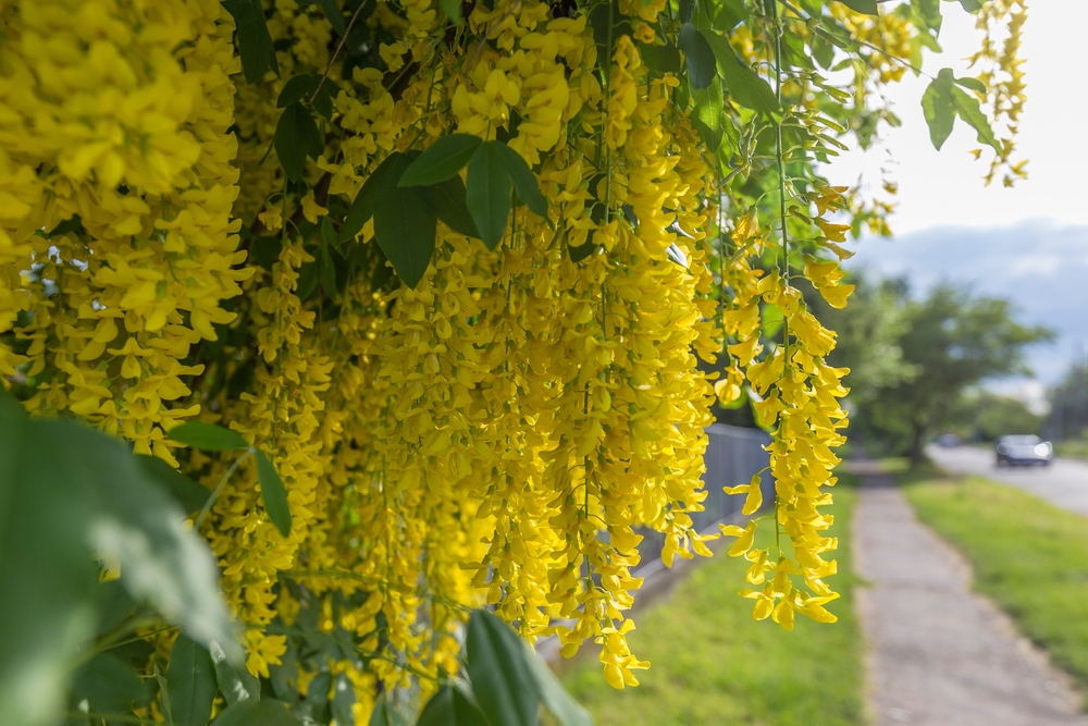 découvrez les plantes à éviter pour assurer la sécurité de votre foyer et de vos animaux de compagnie. apprenez à identifier celles qui peuvent être toxiques ou nuisibles et faites des choix éclairés pour votre jardin.