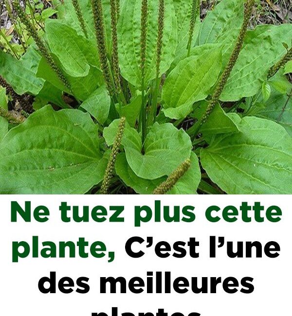 découvrez les plantes à éviter pour assurer la sécurité de votre foyer et la santé de vos animaux. informez-vous sur les espèces toxiques et apprenez à choisir des alternatives sûres pour votre jardin et votre intérieur.