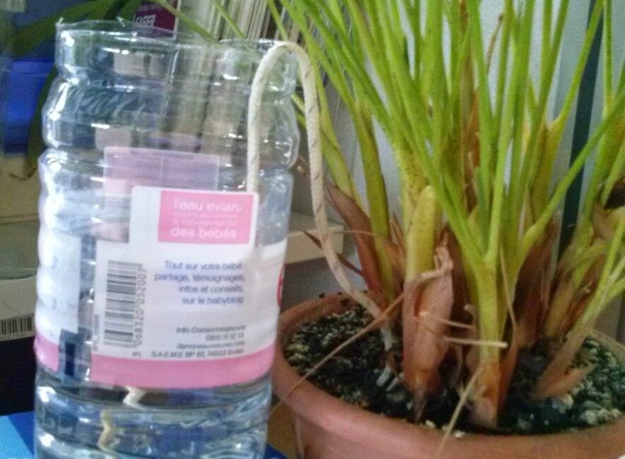 découvrez les meilleures astuces pour un arrosage optimal de vos plantes. apprenez quand et comment arroser pour maintenir la santé et la vitalité de votre jardin.