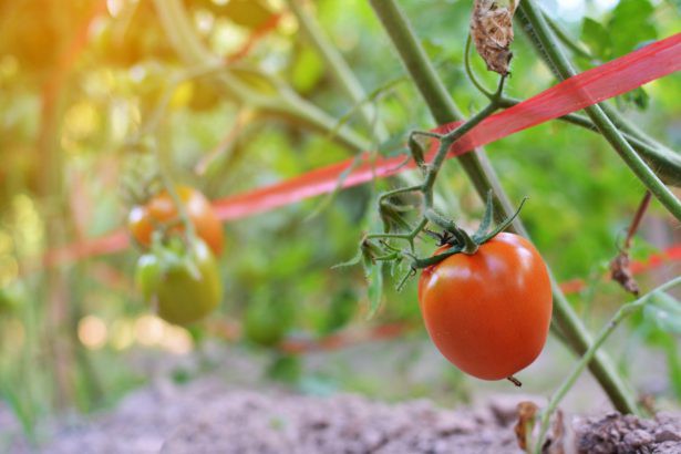 découvrez nos conseils pratiques pour optimiser l'arrosage de vos tomates. apprenez à déterminer la fréquence et la quantité d'eau idéale pour garantir des récoltes juteuses et savoureuses tout au long de la saison.