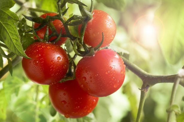 découvrez nos conseils essentiels pour l'arrosage des tomates afin d'obtenir une récolte abondante et savoureuse. apprenez à doser l'eau, à choisir le bon moment et à éviter les maladies grâce à nos astuces pratiques.