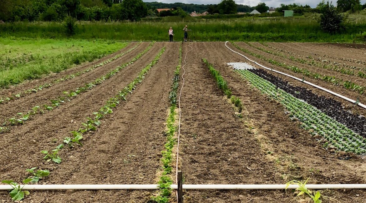 découvrez les erreurs fréquentes d'arrosage en juin qui peuvent nuire à vos plantes. apprenez comment éviter les excès ou manques d'eau pour garantir un jardin florissant et en bonne santé cet été.