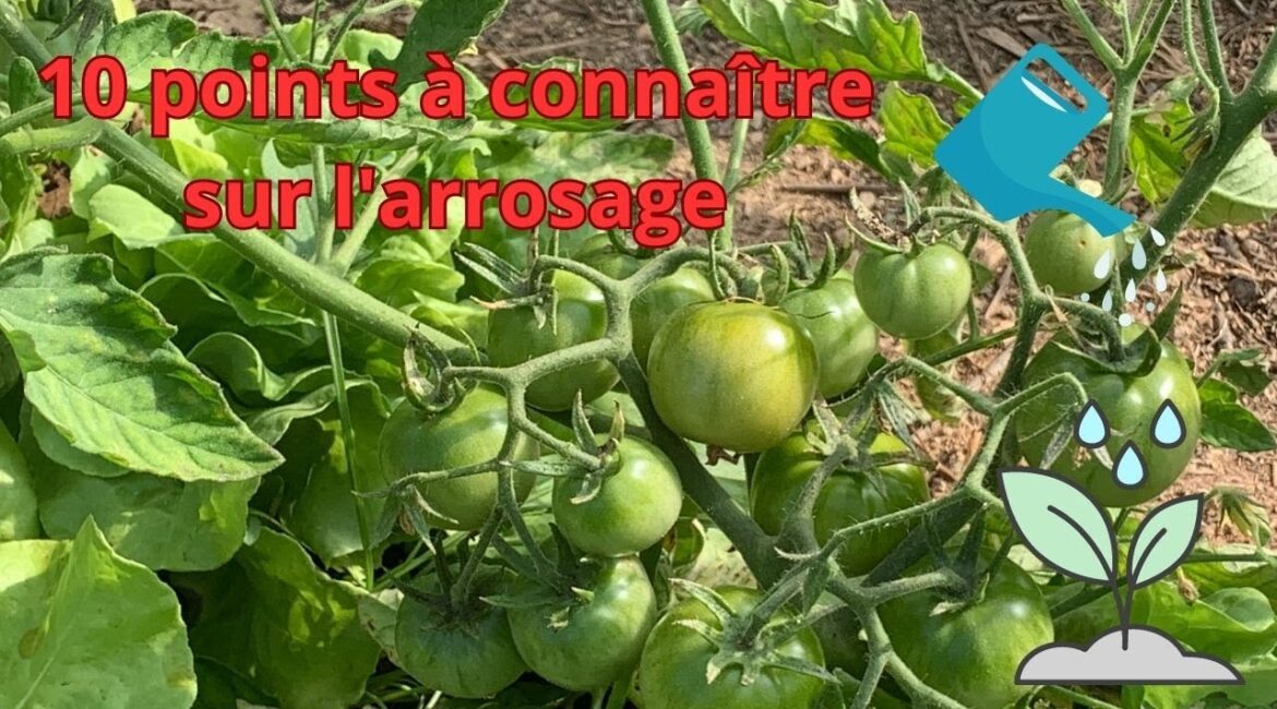 découvrez les erreurs courantes d'arrosage qui peuvent nuire à vos plantes. apprenez à identifier et corriger ces erreurs pour garantir une croissance saine et florissante de votre jardin.