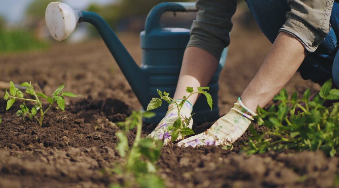 découvrez les techniques de jardinage sans arrosage pour cultiver des plantes luxuriantes tout en économisant l'eau. apprenez à choisir des espèces résistantes et à optimiser votre sol pour un jardin durable et éco-responsable.