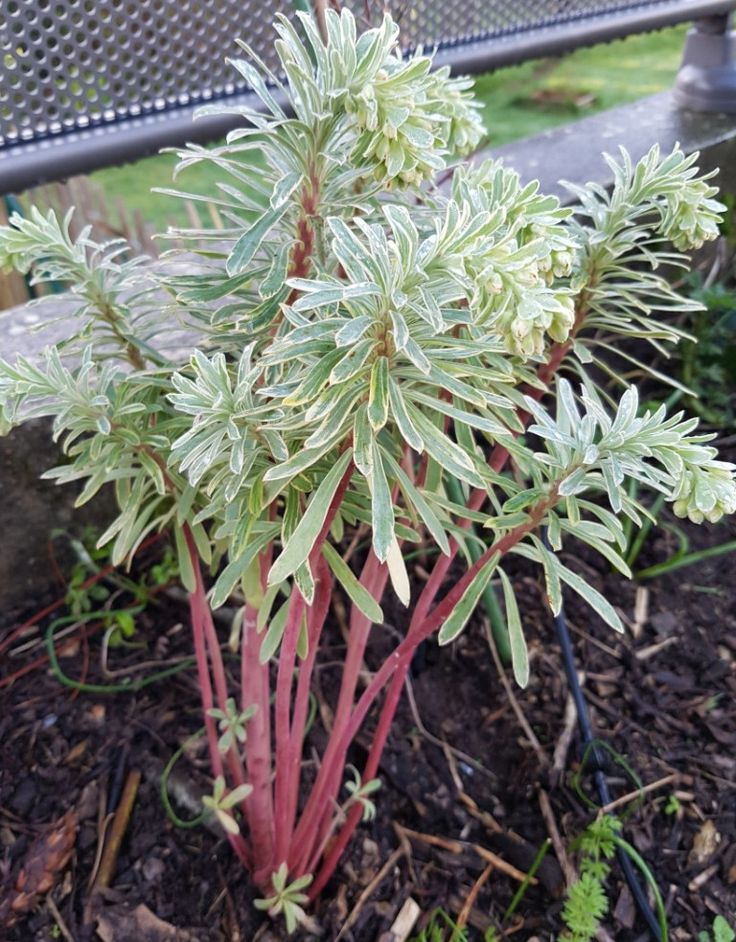 découvrez notre sélection de plantes vivaces nécessitant peu d'entretien et sans arrosage. idéales pour un jardin durable et facile à entretenir, ces plantes robustes vous permettront de profiter d'un espace extérieur verdoyant tout en réduisant votre consommation d'eau.
