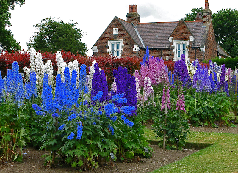 découvrez des plantes vivaces qui prospèrent sans arrosage, offrant une solution durable et esthétique pour votre jardin. optez pour des variétés peu exigeantes qui résistent aux conditions sèches tout en embellissant votre espace extérieur.