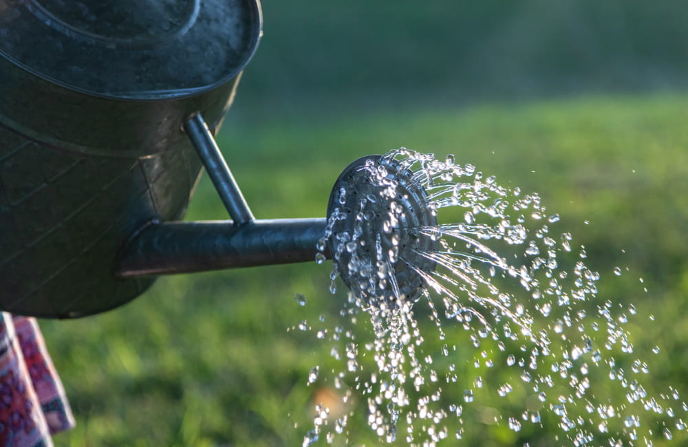 découvrez l'importance d'un arrosage régulier pour votre jardin. apprenez à choisir le bon moment et les meilleures techniques pour maintenir vos plantes en pleine santé grâce à un arrosage optimal tout au long de la journée.