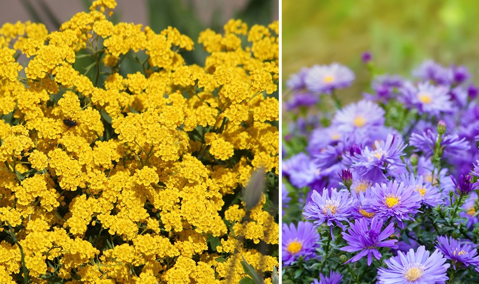 découvrez les meilleures plantes résistantes à cultiver en août pour un jardin florissant malgré la chaleur estivale. nos conseils vous aideront à choisir des variétés robustes qui embelliront votre espace extérieur tout en nécessitant peu d'entretien.