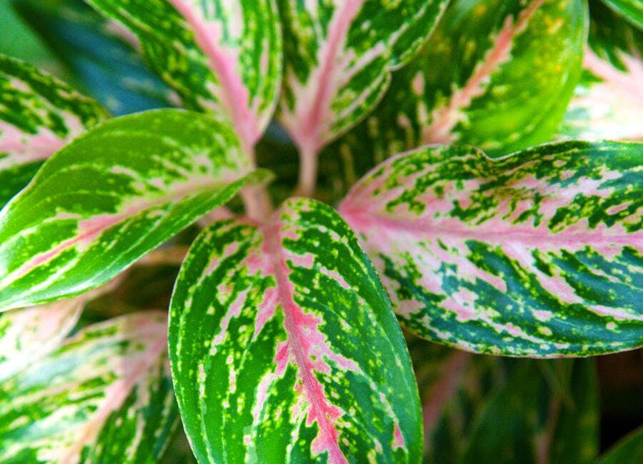 découvrez notre sélection de plantes résistantes pour embellir votre jardin en août. idéales pour égayer vos espaces extérieurs, ces variétés robustes tolèrent la chaleur et nécessitent peu d'entretien. transformez votre jardin en un oasis de verdure cet été !