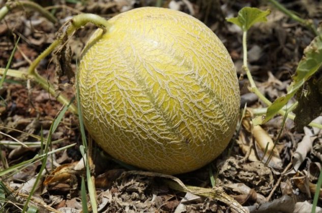 découvrez nos astuces pour préserver vos melons tout au long de l'été. apprenez à choisir les meilleurs fruits, les techniques de conservation efficaces et les recettes rafraîchissantes pour profiter pleinement de leur saveur ensoleillée.