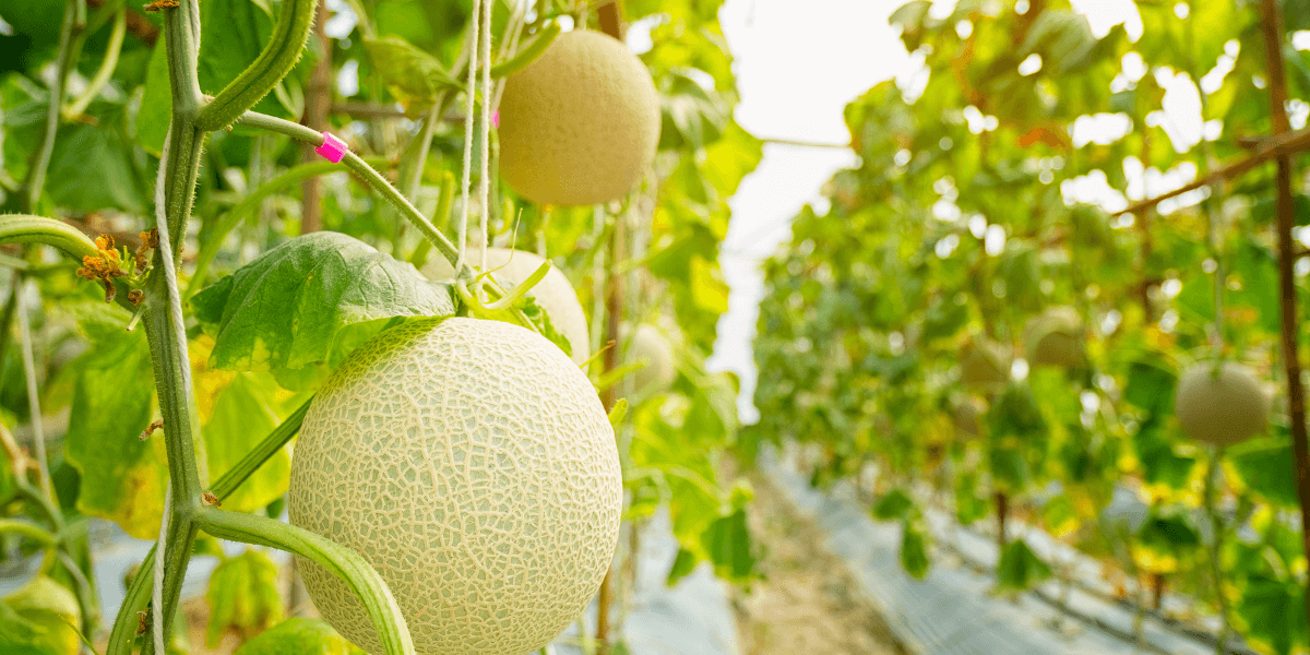 découvrez des astuces pratiques pour préserver vos melons cet été. apprenez à choisir, stocker et conserver ces fruits rafraîchissants afin de profiter de leur saveur sucrée et juteuse tout au long de la saison.