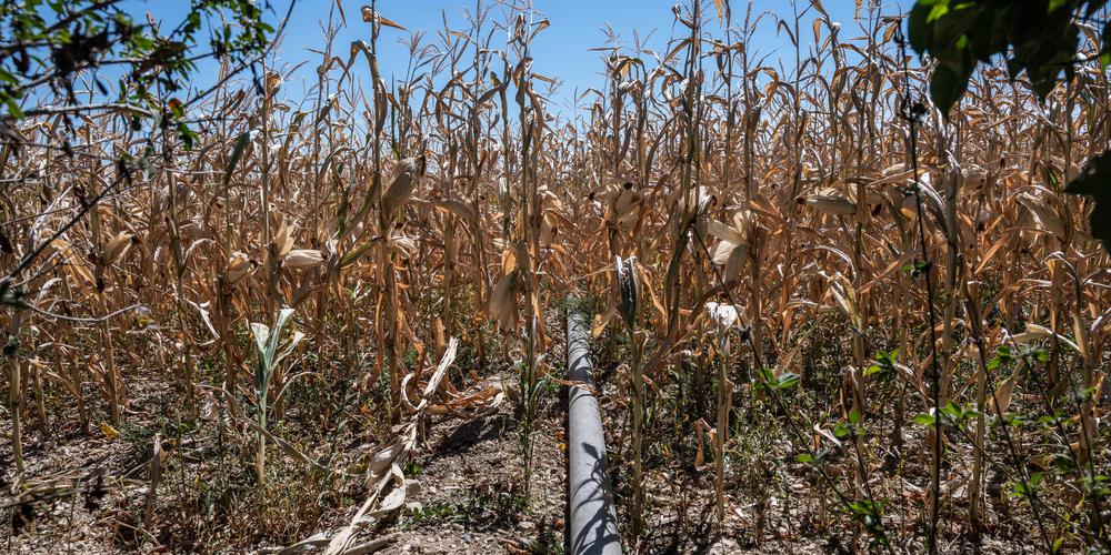 découvrez les dernières restrictions d'eau en charente-maritime. informez-vous sur les mesures en place, leur impact sur l'usage de l'eau et les conseils pour économiser cette précieuse ressource durant les périodes de sécheresse.