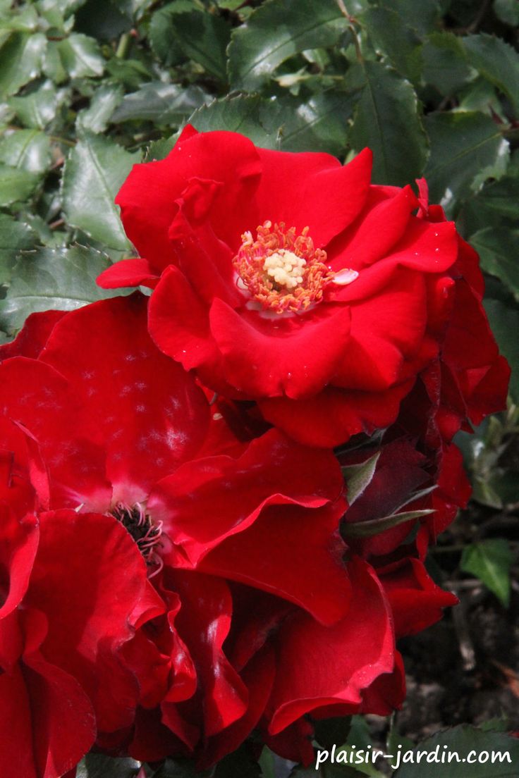 découvrez nos rosiers estivaux éco, hybrides et durables, qui embelliront votre jardin tout en respectant l'environnement. profitez de leurs fleurs vibrantes et parfumées tout au long de l'été, tout en pestant pour un jardin éco-responsable.