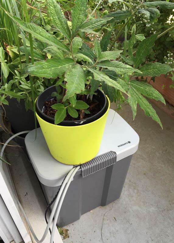 découvrez nos conseils et solutions d’arrosage pour balcon à paris : systèmes automatiques, astuces pratiques et entretien facile pour profiter de plantes en pleine santé toute l’année.