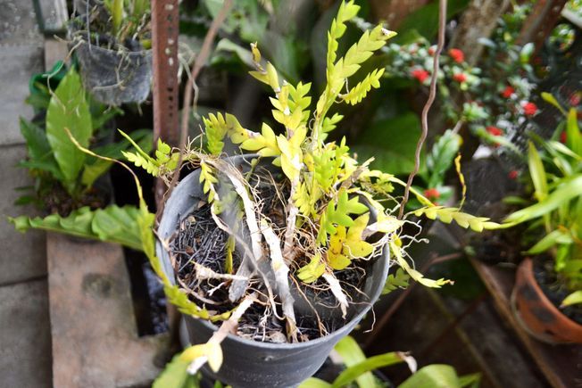 découvrez nos conseils pratiques pour un arrosage efficace durant l'été. assurez la santé de vos plantes avec des techniques adaptées à la chaleur estivale et apprenez à optimiser votre consommation d'eau.