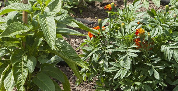 découvrez nos conseils et astuces pour un arrosage efficace pendant l'été. assurez la santé de vos plantes et jardinières tout en économisant de l'eau grâce à nos méthodes adaptées aux fortes chaleurs.