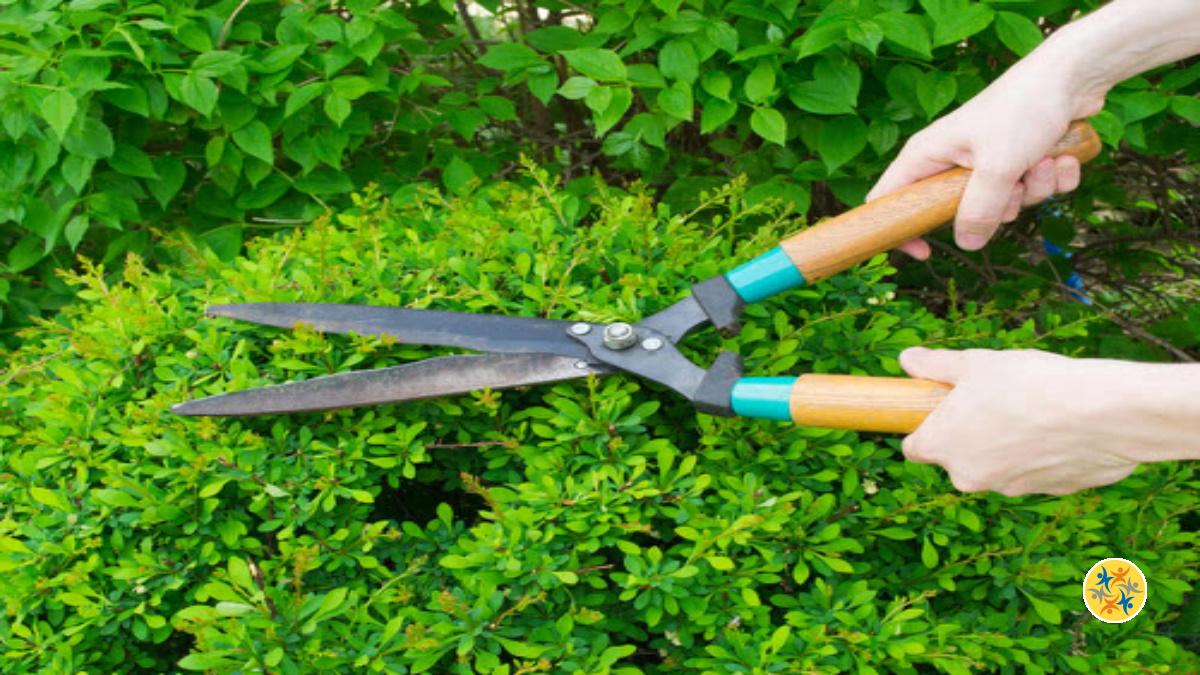 découvrez nos meilleures astuces de jardinage pour l'été : conseils pratiques, entretien des plantes et idées pour un jardin fleuri et en pleine santé durant la saison estivale.