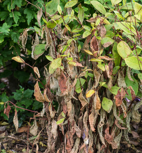 découvrez nos conseils pratiques pour prendre soin de vos plantes pendant les périodes de canicule. apprenez à les protéger de la chaleur, à optimiser l'arrosage et à choisir les meilleures espèces pour votre jardin. gardez vos plantes florissantes même sous le soleil ardent!