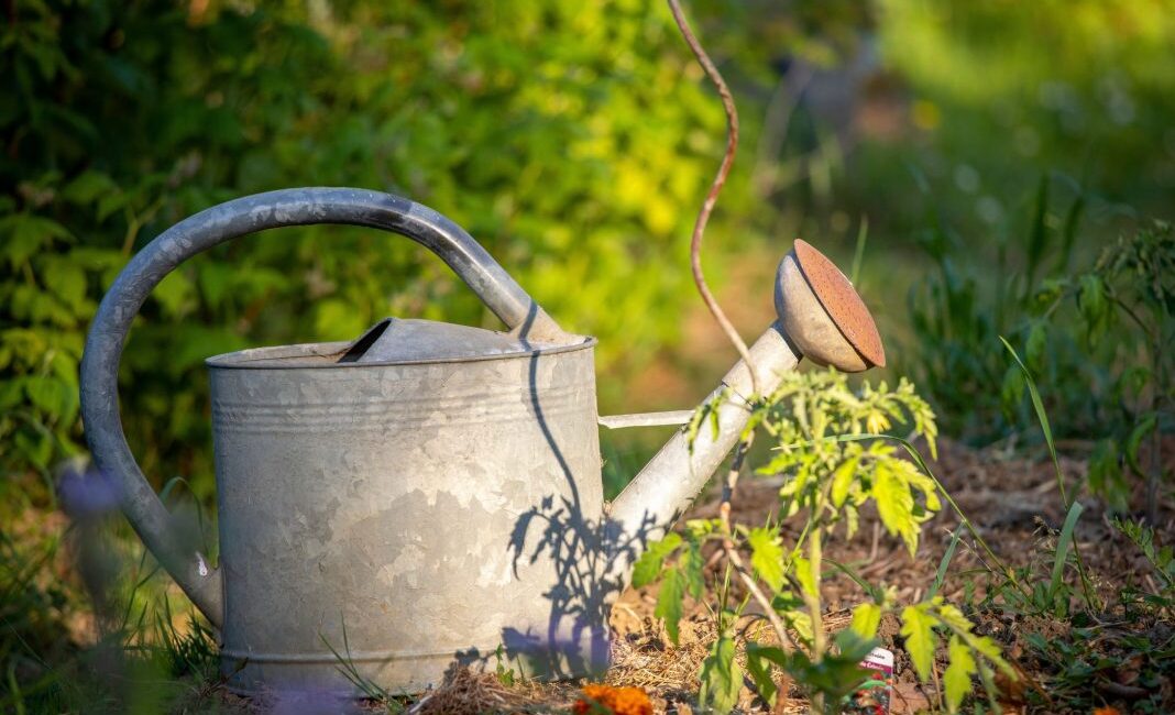 découvrez nos conseils pratiques pour économiser l'eau dans votre jardin cet été. préservez la planète tout en prenant soin de vos plantes grâce à des astuces simples et efficaces !
