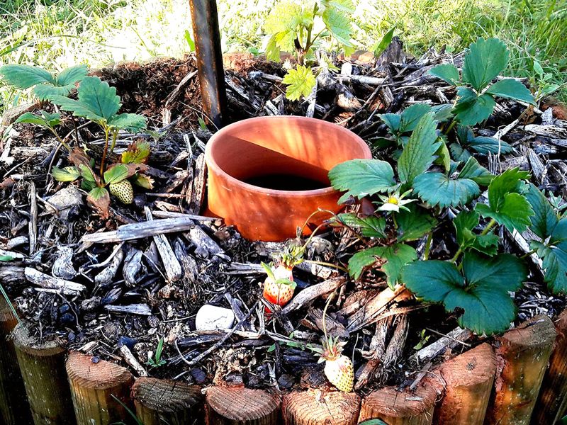 découvrez comment l'olla, une technique d'arrosage ancestrale, permet un arrosage durable, économique et écologique pour vos plantes et votre jardin.