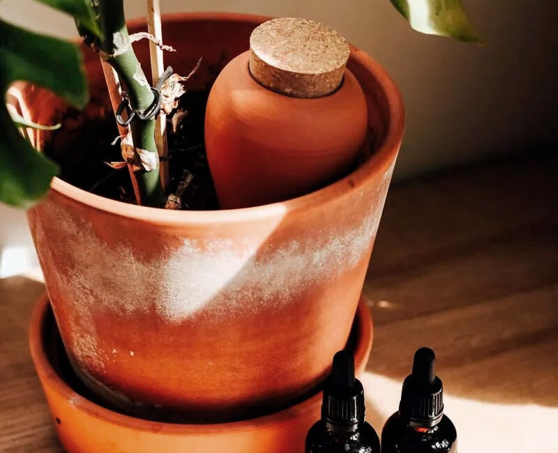 découvrez comment l'olla, une technique d'arrosage durable et écologique, permet d'économiser l'eau tout en assurant une irrigation efficace de vos plantes et potagers.