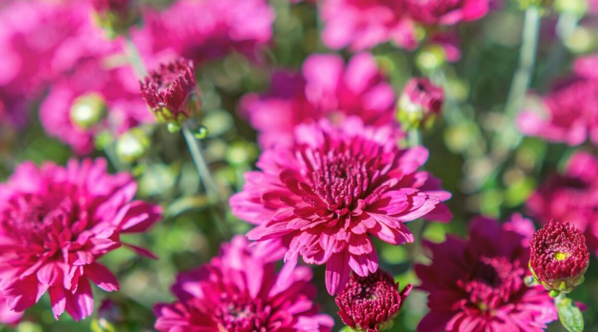 découvrez nos conseils d'arrosage pour réussir la culture des chrysanthèmes en automne. fréquence, quantité d'eau et astuces pour préserver la beauté de vos fleurs durant la saison automnale.