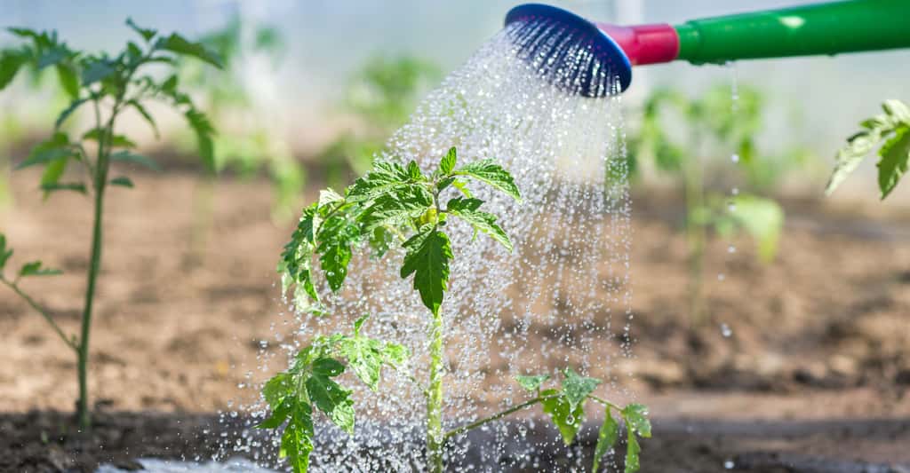 découvrez des solutions d'arrosage durable pour votre jardin afin d'économiser l'eau, préserver l'environnement et favoriser la santé de vos plantes toute l'année.