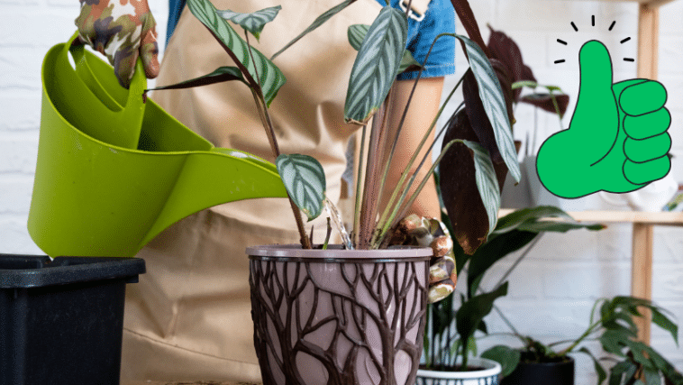 découvrez nos conseils et astuces pour un arrosage efficace des fleurs, afin de garder vos plantes en pleine santé et votre jardin éclatant toute l'année.