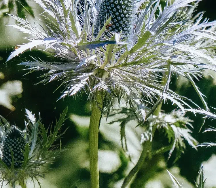 découvrez des solutions de couvre-sol durable pour votre jardin : des plantes faciles d’entretien, résistantes à la sécheresse et idéales pour limiter les mauvaises herbes tout en préservant l’environnement.