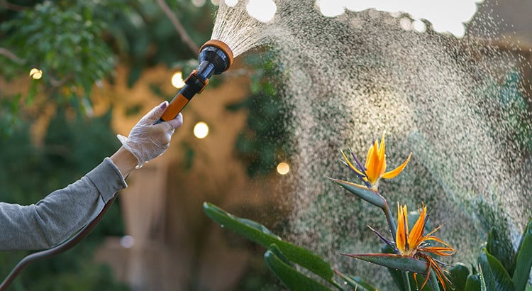 découvrez les erreurs d’arrosage les plus courantes au jardin et apprenez comment les éviter pour préserver la santé de vos plantes et obtenir de meilleurs résultats.