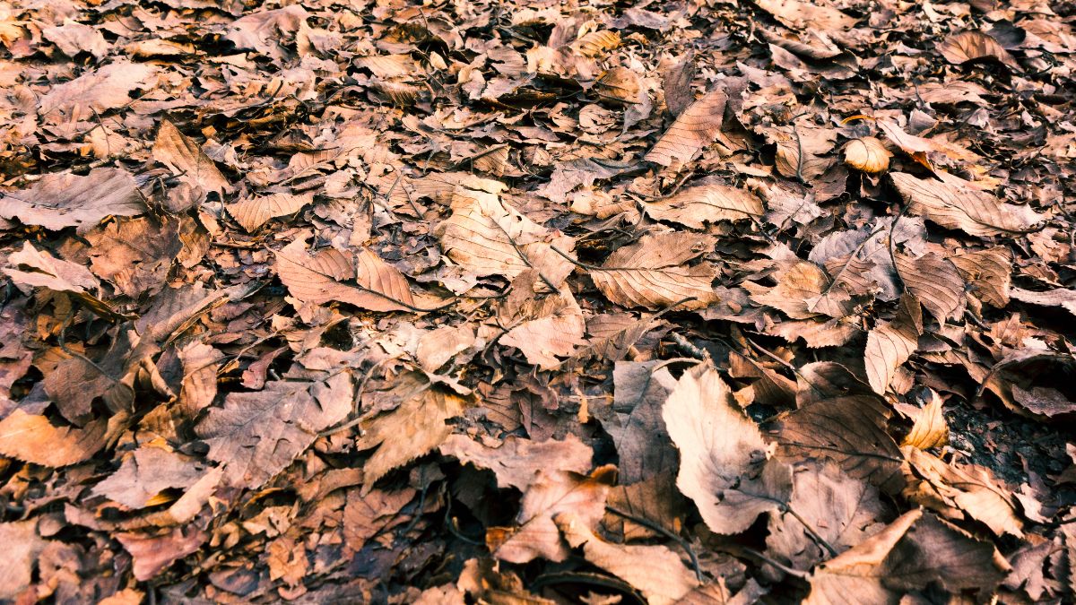 découvrez tout sur les feuilles mortes : leur formation, leur utilité dans le jardin, astuces pour les ramasser et idées pour les recycler de manière écologique.