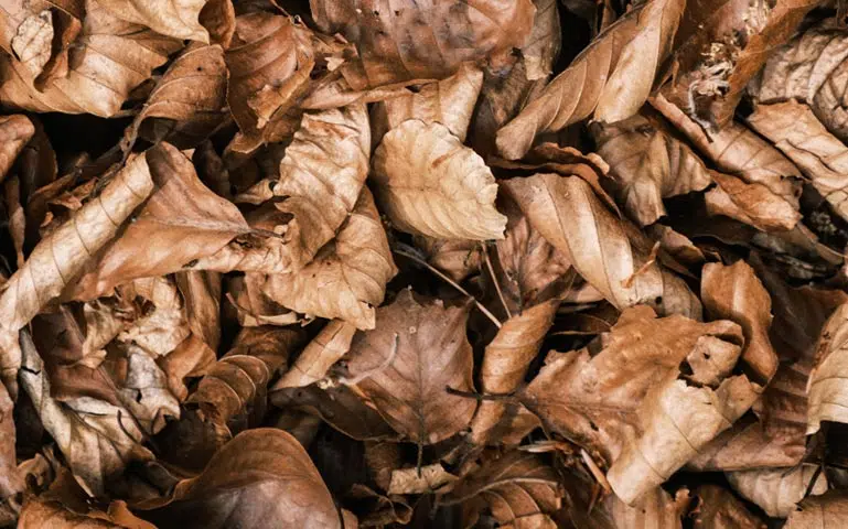 découvrez tout sur les feuilles mortes : leur formation, leur rôle dans la nature et des idées créatives pour les recycler ou les utiliser au jardin.