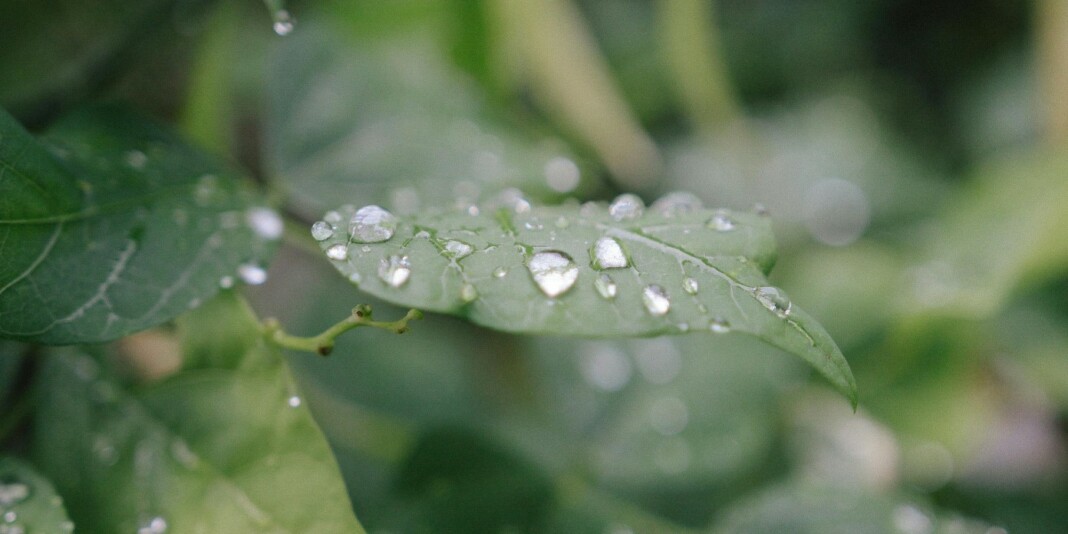 découvrez les précautions essentielles à prendre pour collecter l'eau de pluie en automne en toute sécurité et optimiser son utilisation à la maison ou au jardin.