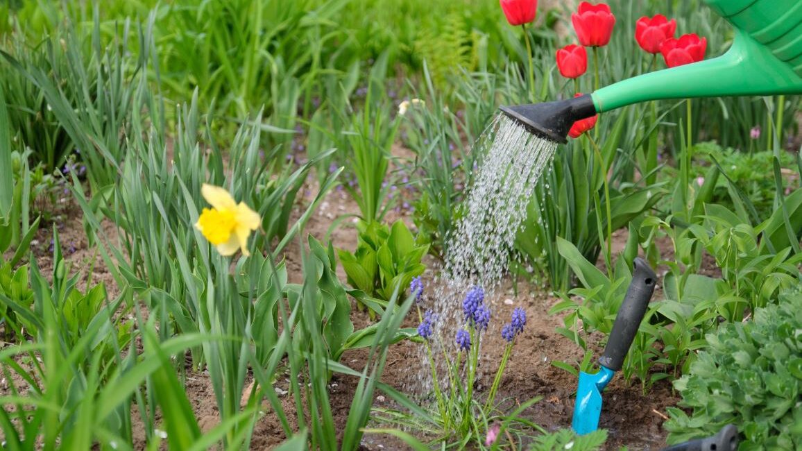 découvrez les causes du jaunissement des rosiers, ainsi que des conseils pratiques pour prévenir et traiter ce problème courant afin de garder vos roses en pleine santé.
