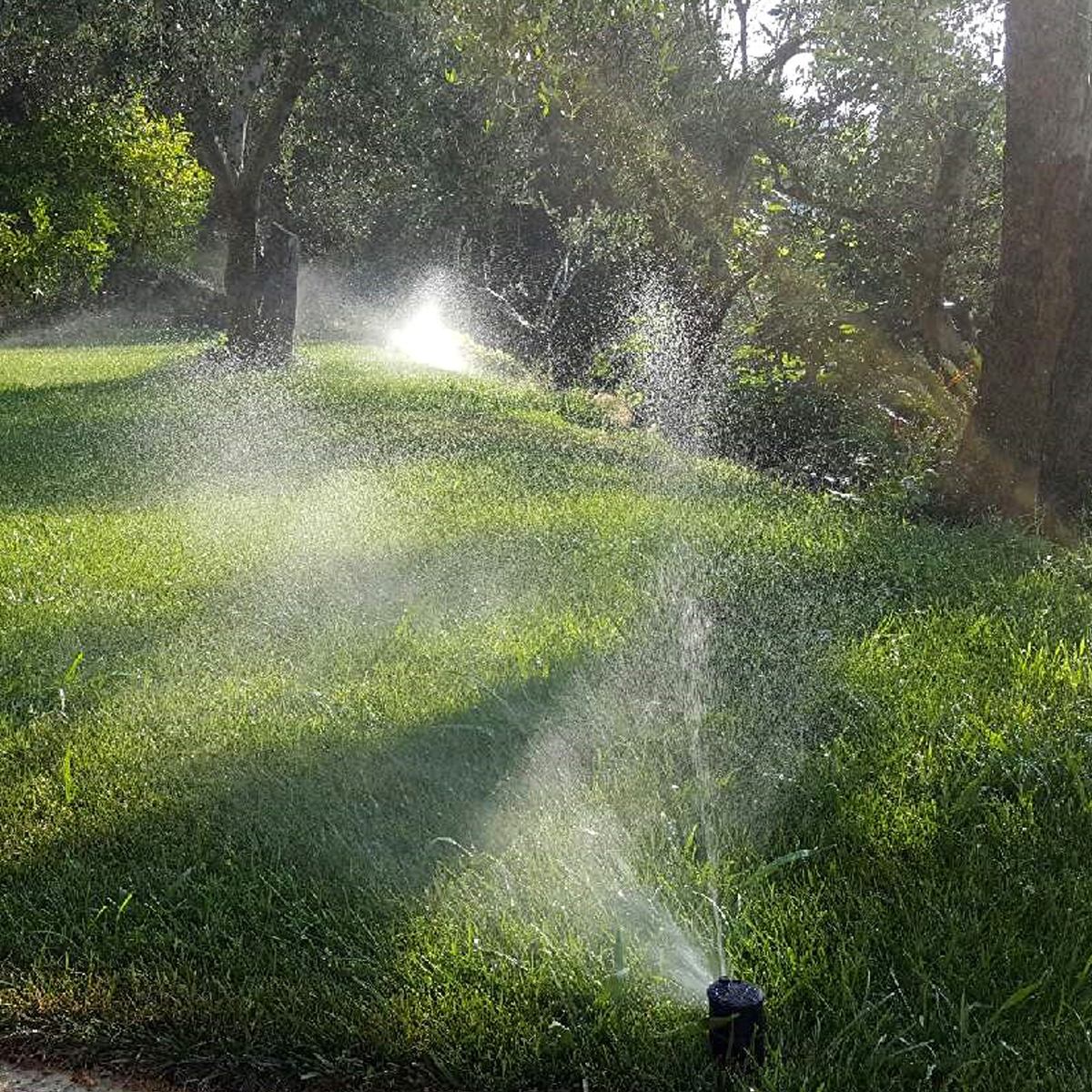 découvrez nos conseils pratiques pour un arrosage automnal efficace : préparez votre jardin à l’hiver, protégez vos plantes et optimisez la santé de votre sol grâce à des techniques adaptées à la saison.