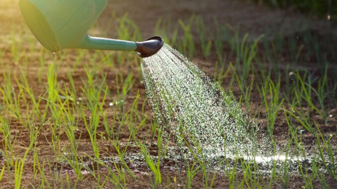 découvrez des conseils et astuces pour un arrosage efficace afin de maintenir la santé de vos plantes tout en économisant l’eau. adoptez les bonnes méthodes pour un jardin verdoyant et durable.