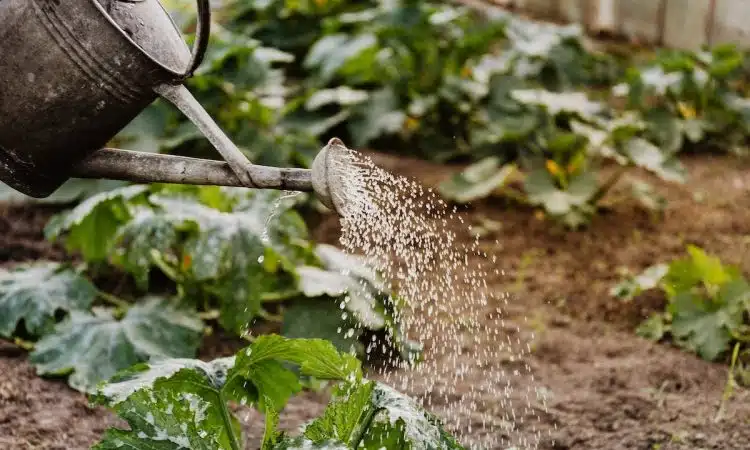 découvrez comment optimiser l’arrosage de votre jardin avec des conseils pratiques et des solutions efficaces pour économiser l’eau tout en gardant vos plantes en pleine santé.