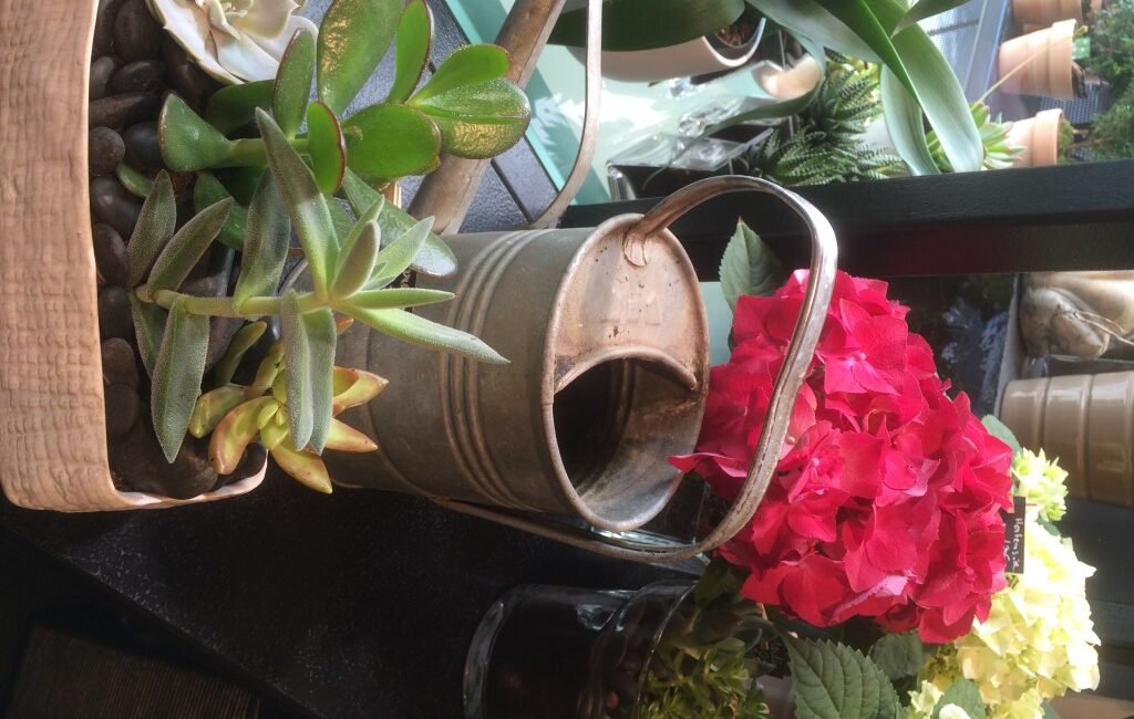 découvrez nos conseils et astuces pour un arrosage optimal de vos plantes d'intérieur et d'extérieur. guide pratique pour garder vos plantes en bonne santé toute l'année.