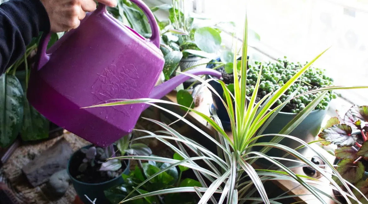 découvrez nos conseils pratiques pour l’arrosage des plants : fréquence, techniques et astuces pour assurer une croissance optimale de vos végétaux en jardin ou en pot.