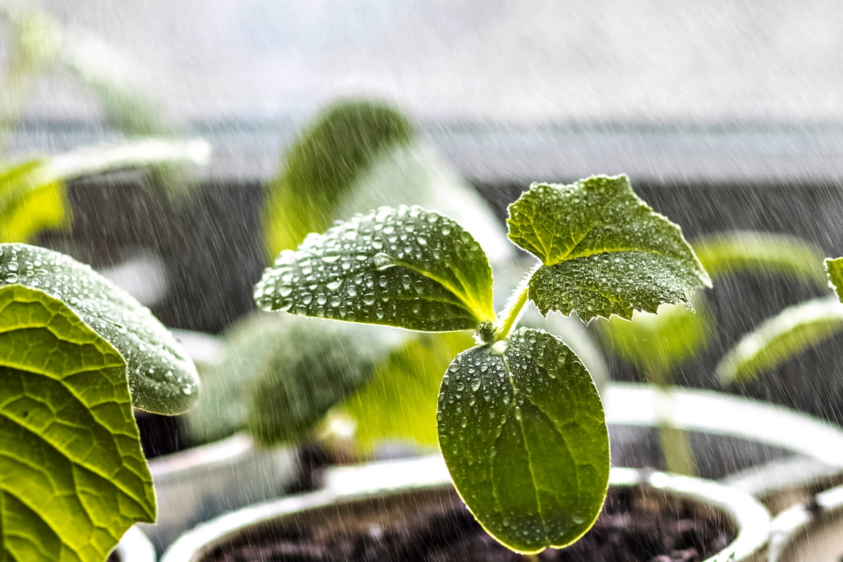 découvrez des conseils pratiques pour l’arrosage de vos plants : fréquence idéale, astuces pour chaque type de plante et erreurs à éviter pour une croissance optimale.