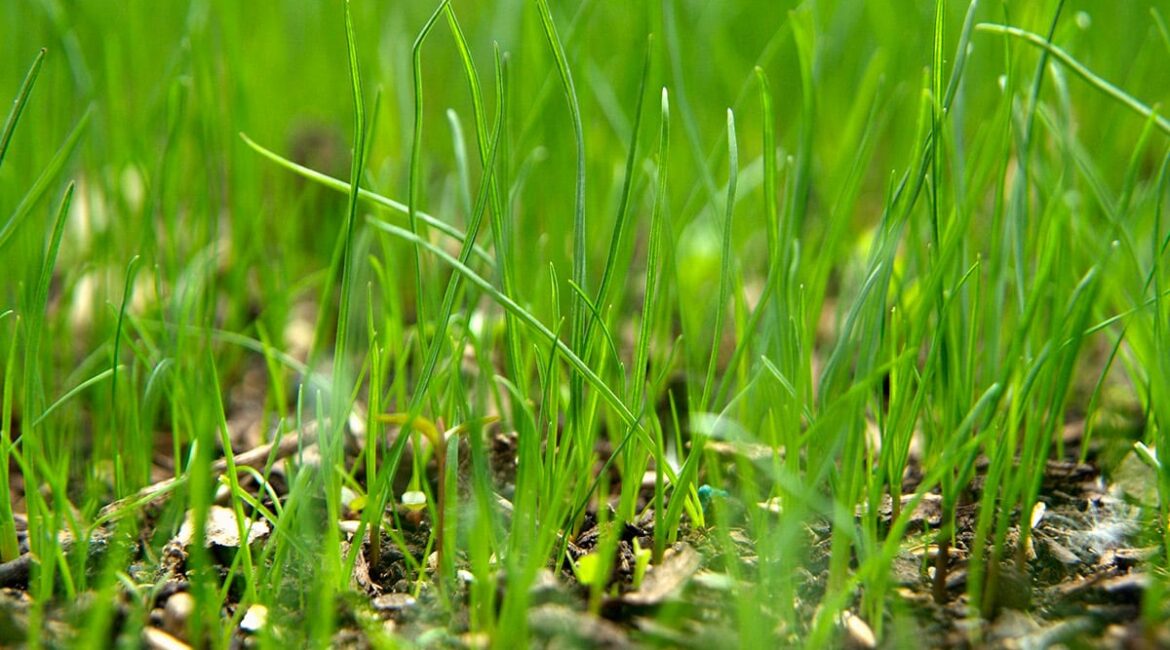 découvrez nos conseils pratiques pour bien arroser votre gazon, obtenir une pelouse verte et en pleine santé, et optimiser la consommation d'eau selon la saison.