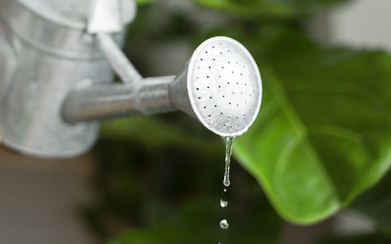 découvrez les meilleures astuces d’arrosage pour prendre soin de vos plantes et jardins. conseils pratiques, fréquence recommandée et méthodes efficaces pour un arrosage réussi.