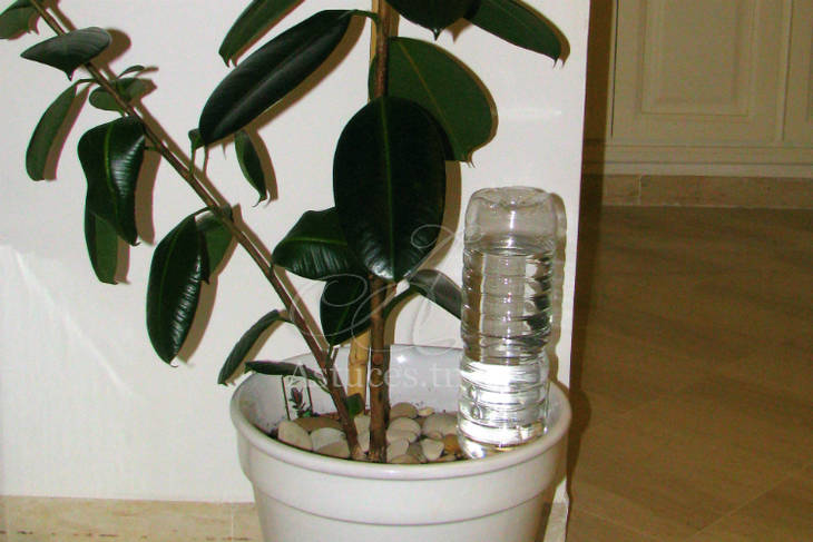 découvrez les meilleures astuces d'arrosage pour votre jardin : conseils pratiques, fréquence idéale, méthodes économiques et erreurs à éviter pour des plantes en pleine santé.