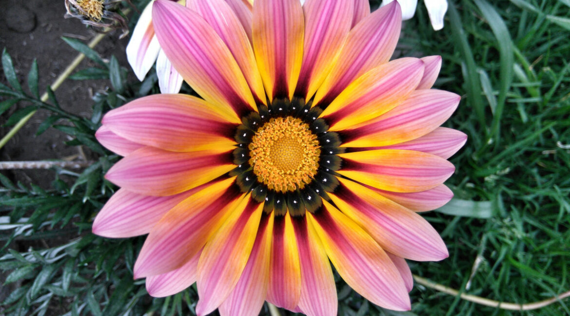 découvrez une sélection de fleurs robustes idéales pour les jardins exigeants. parfaites pour résister aux intempéries et fleurir tout au long de l’année, ces plantes sont faciles à entretenir et apportent couleur et beauté durable à vos espaces extérieurs.